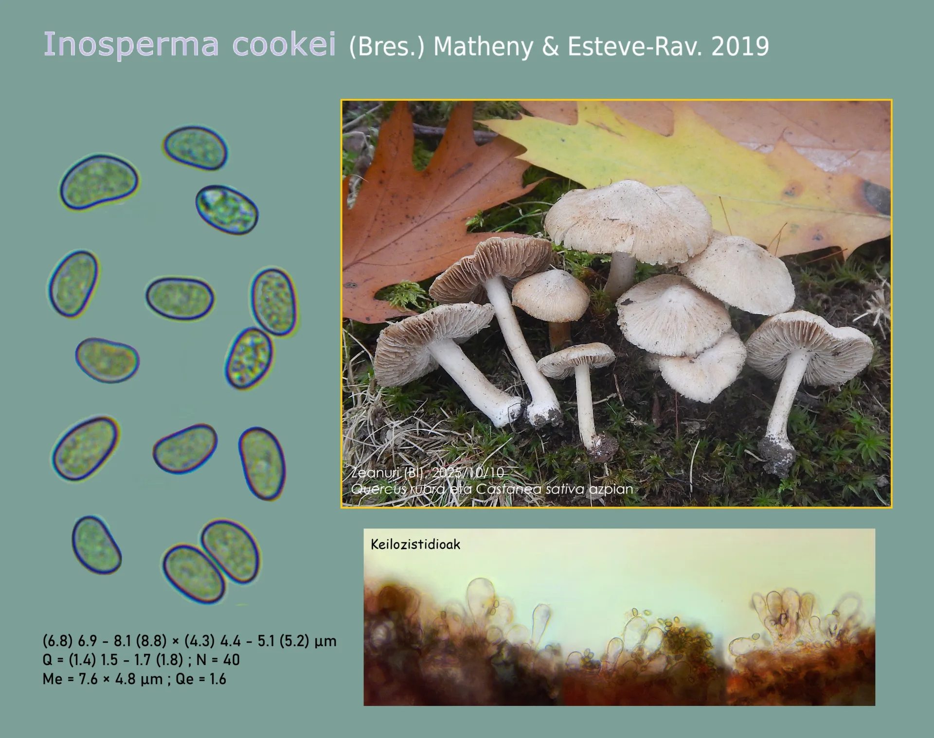 Microscopía de Inosperma cookei